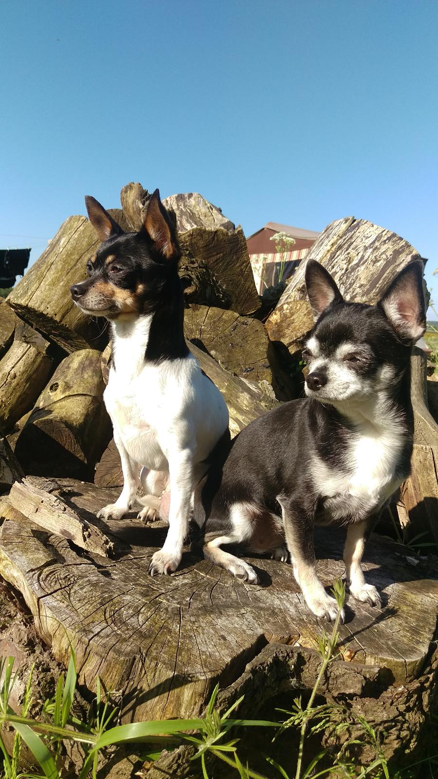 Chihuahua chili billede 21