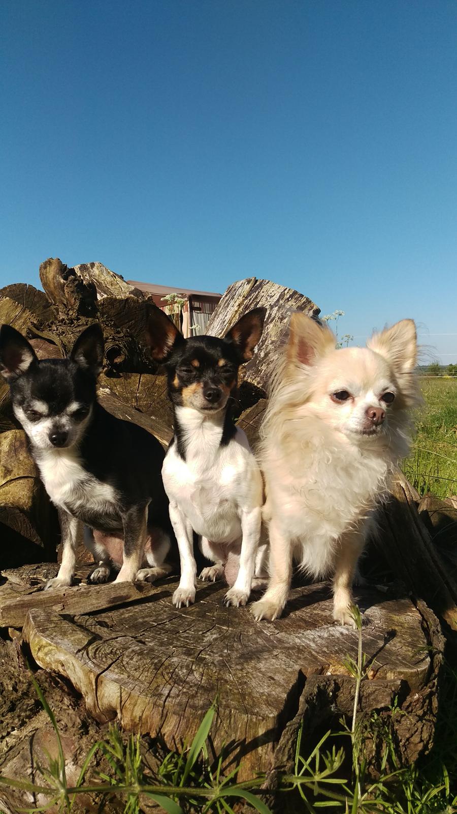 Chihuahua chili billede 22
