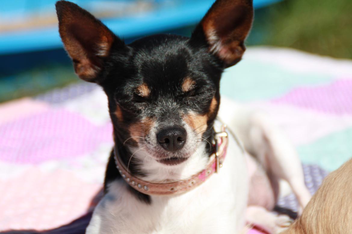 Chihuahua chili billede 1