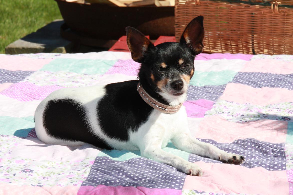 Chihuahua chili billede 24