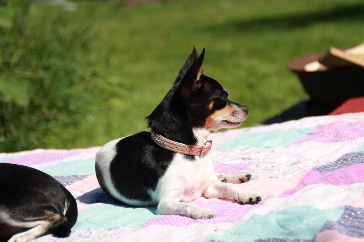 Chihuahua chili billede 25