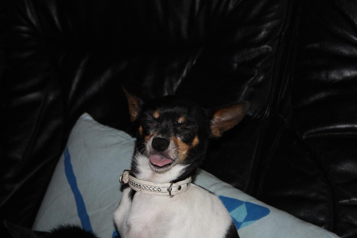 Chihuahua chili billede 26