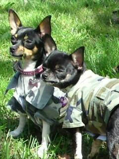 Chihuahua chili billede 27