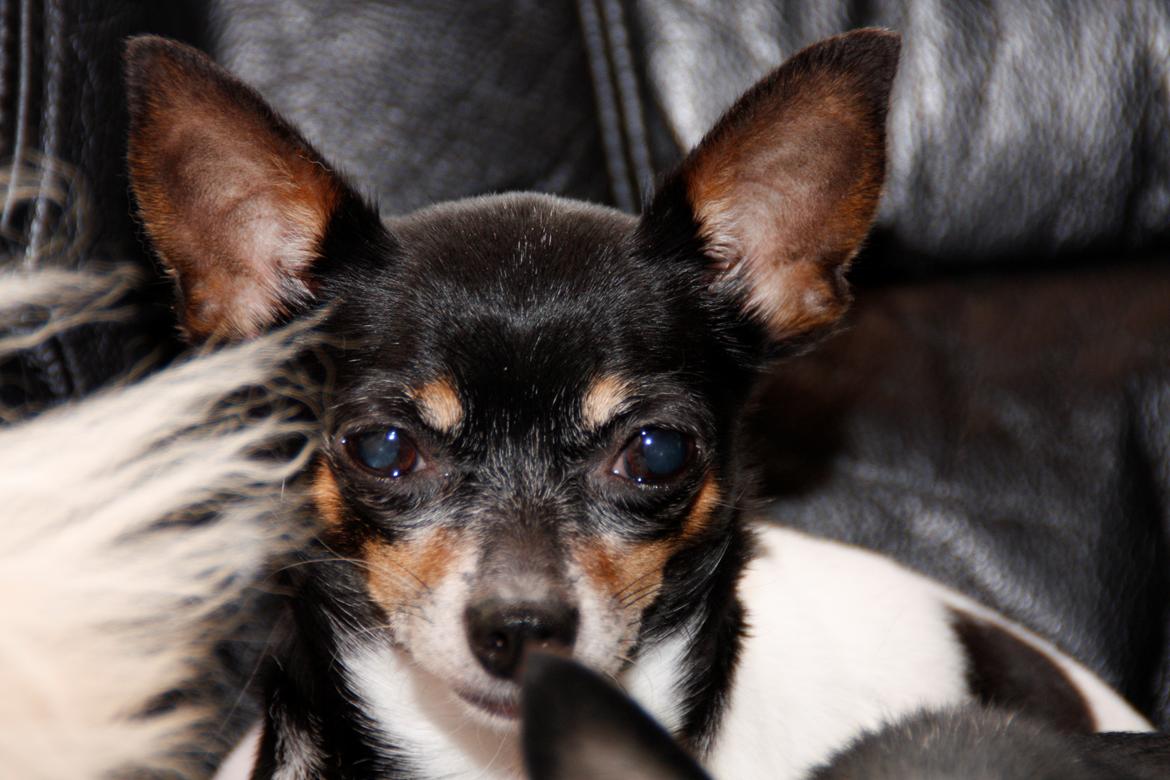 Chihuahua chili billede 28