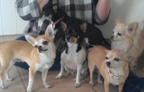 Chihuahua chili billede 29