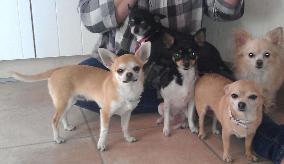 Chihuahua chili billede 30