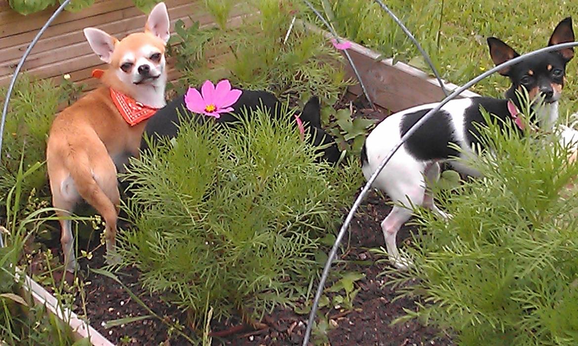 Chihuahua chili billede 31