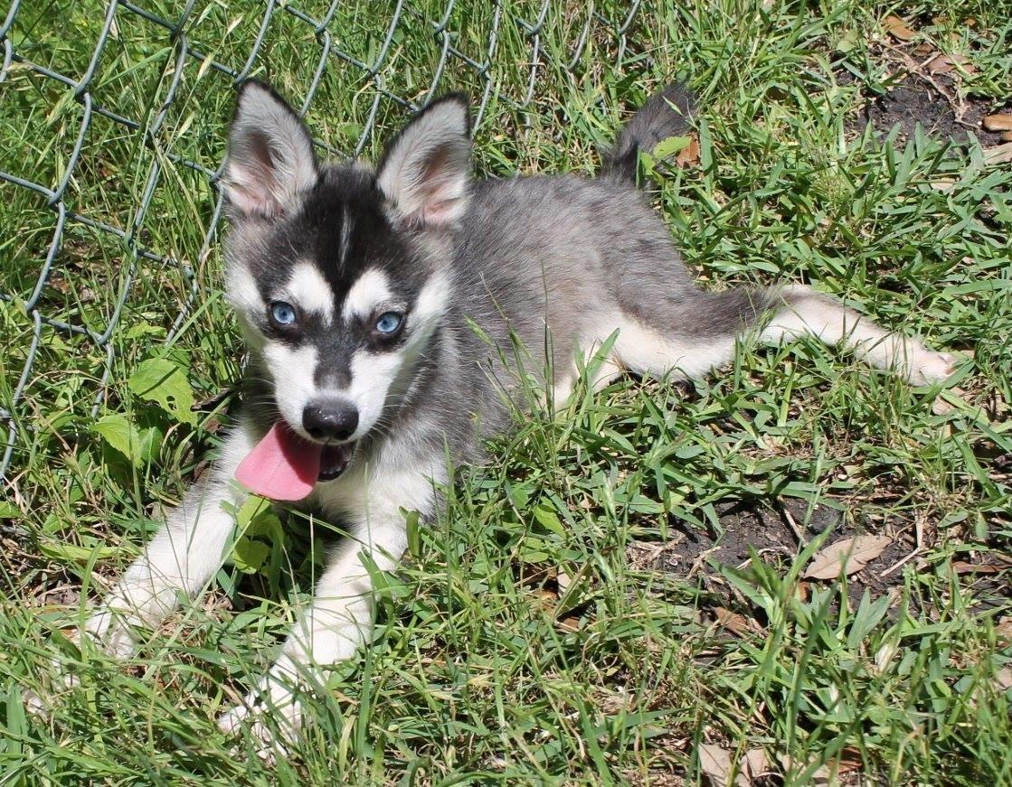Alaskan Klee Kai | Timber billede 10
