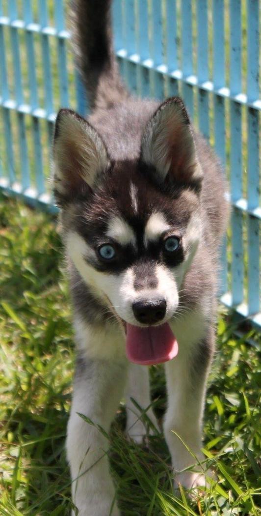 Alaskan Klee Kai | Timber billede 12