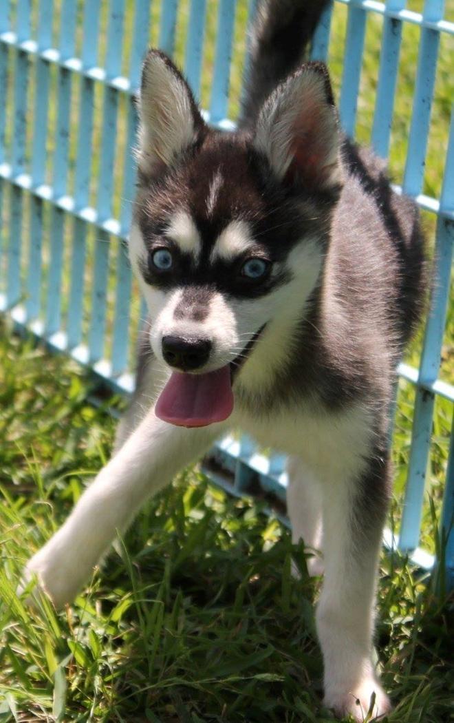 Alaskan Klee Kai | Timber billede 13