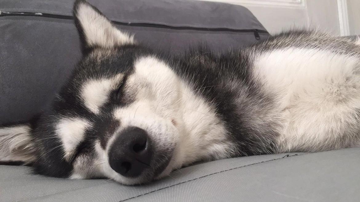 Alaskan Klee Kai | Timber billede 9