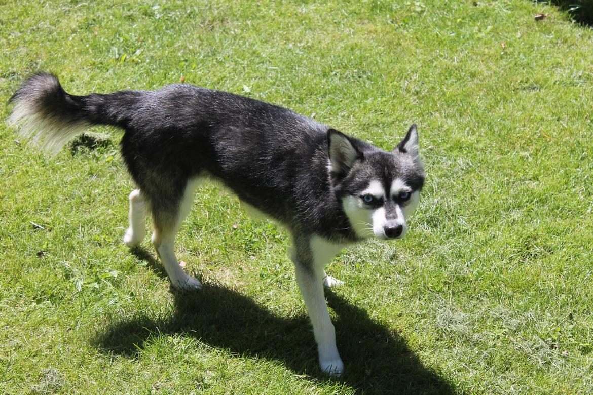 Alaskan Klee Kai | Timber billede 5