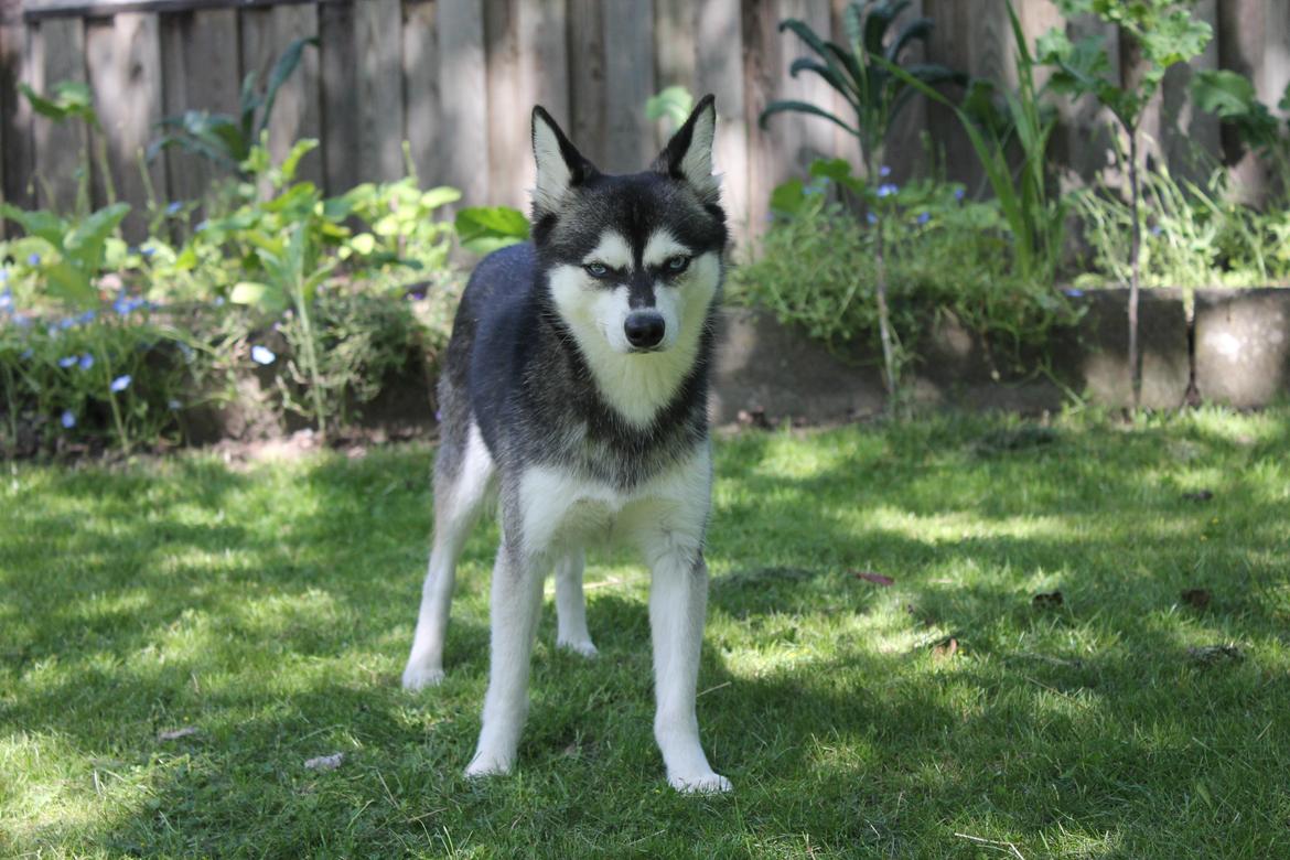 Alaskan Klee Kai | Timber billede 3