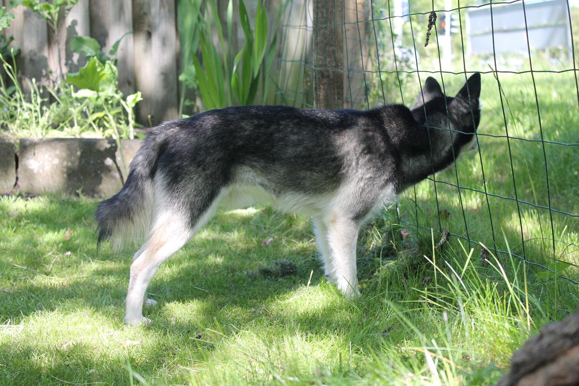 Alaskan Klee Kai | Timber billede 4
