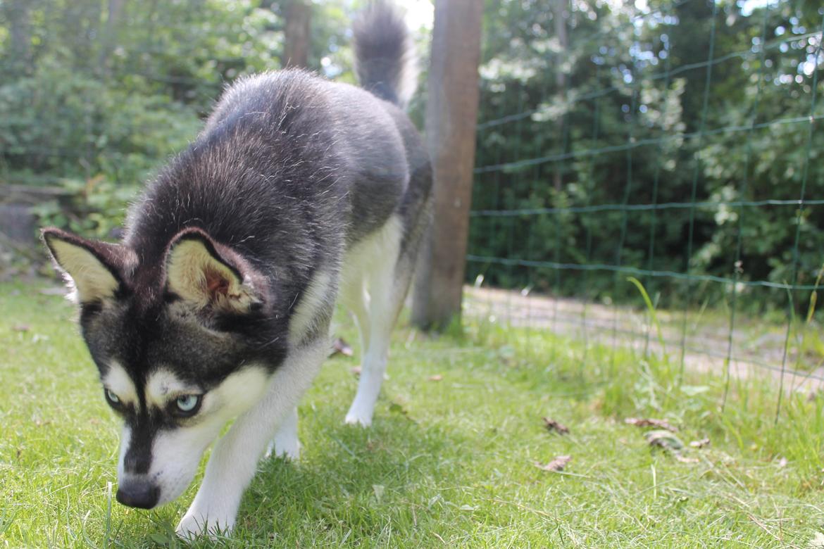 Alaskan Klee Kai | Timber billede 7