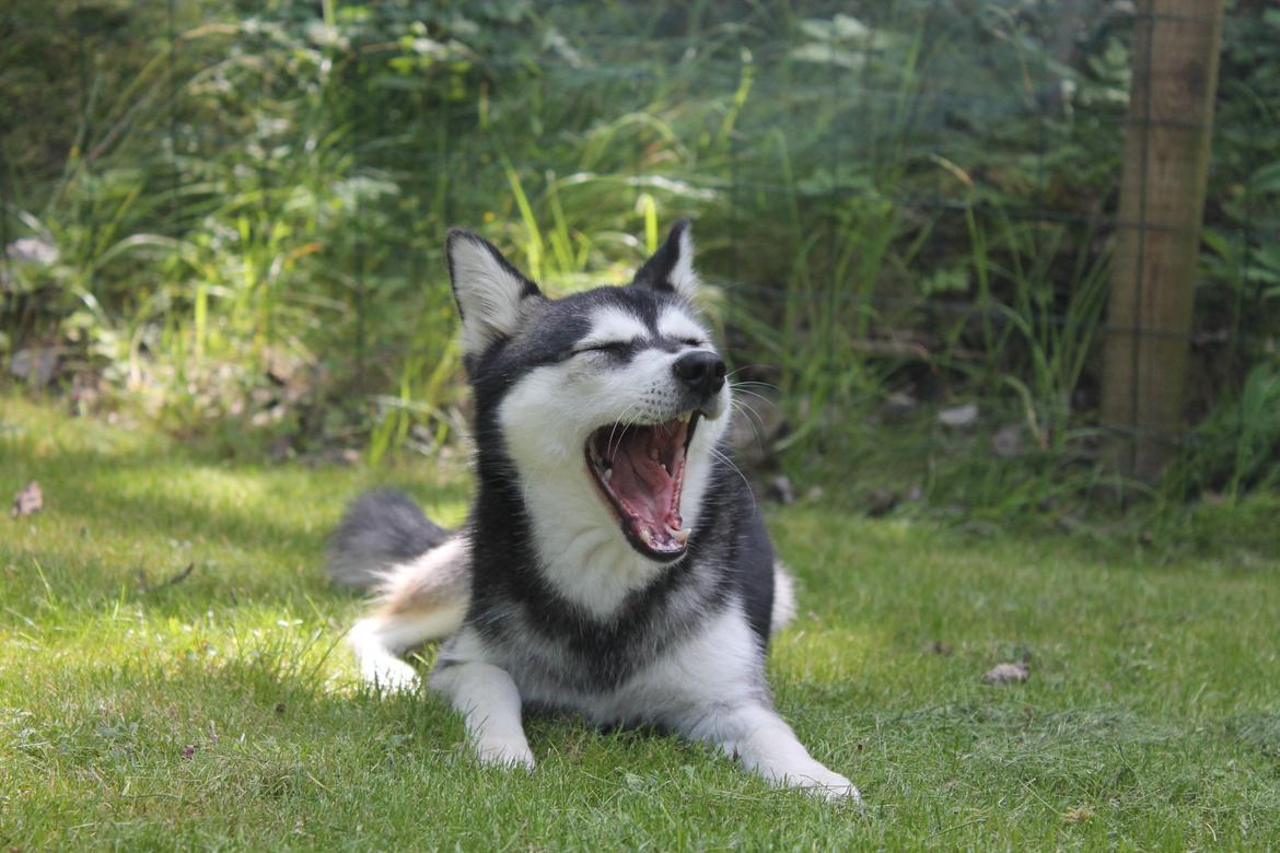 Alaskan Klee Kai | Timber billede 1