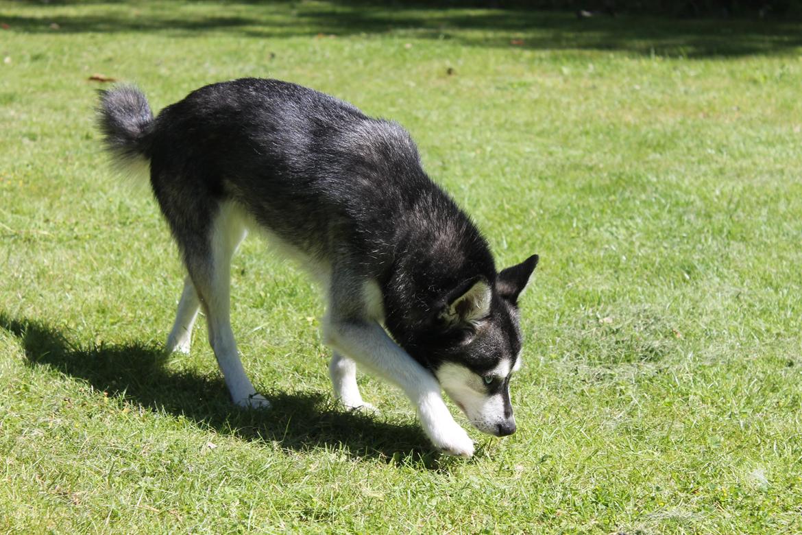 Alaskan Klee Kai | Timber billede 6