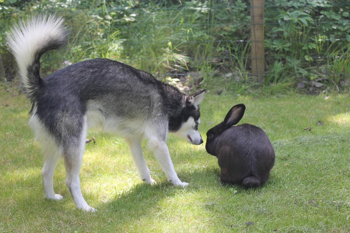 Alaskan Klee Kai | Timber billede 2