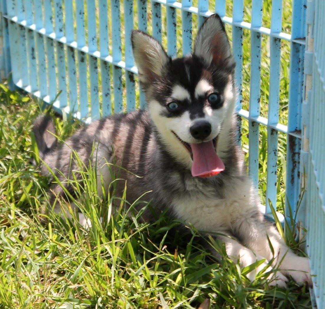 Alaskan Klee Kai | Timber billede 11