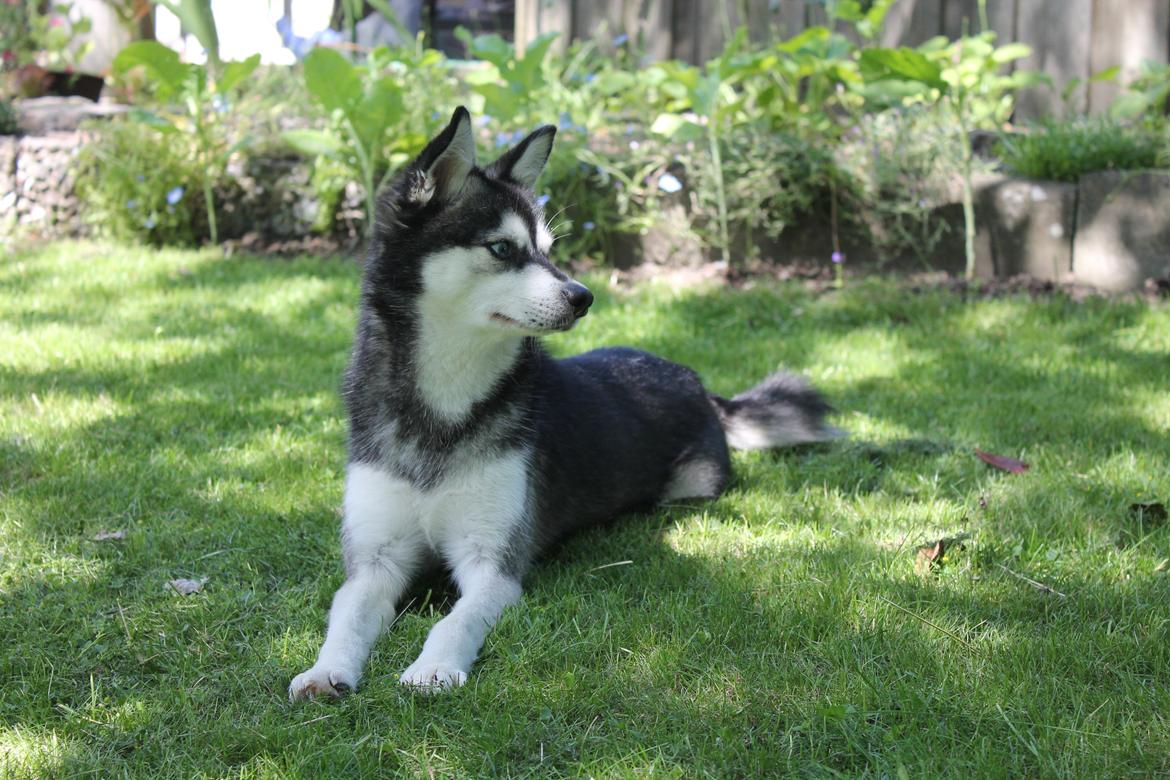 Alaskan Klee Kai | Timber billede 14