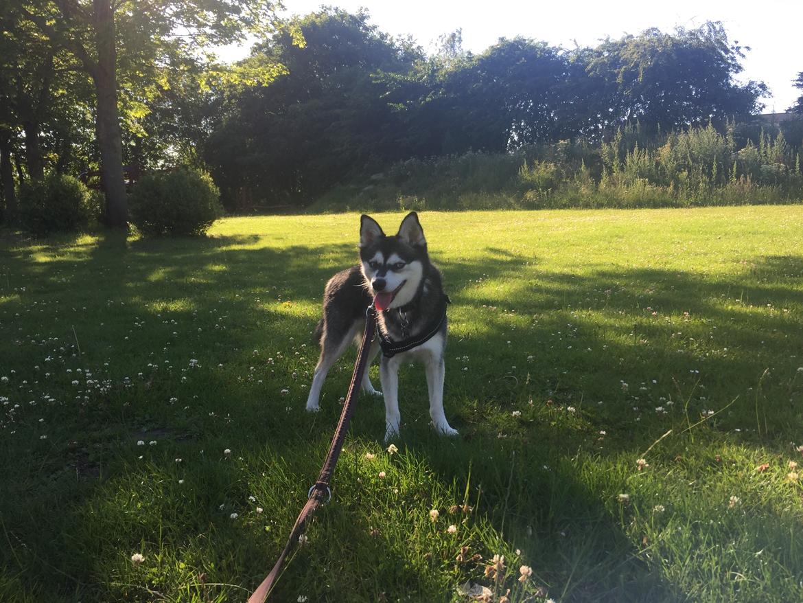 Alaskan Klee Kai | Timber billede 15