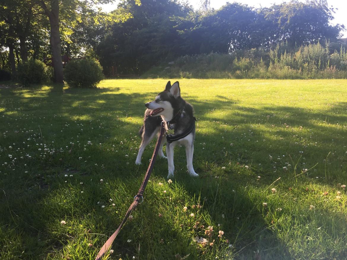 Alaskan Klee Kai | Timber billede 16