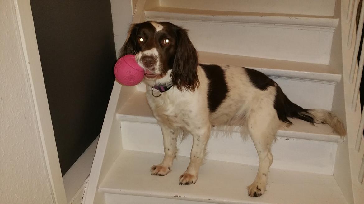 Engelsk springer spaniel Kiara R.I.P  himmelhund  - Kiara elsker stadig bolde  billede 1