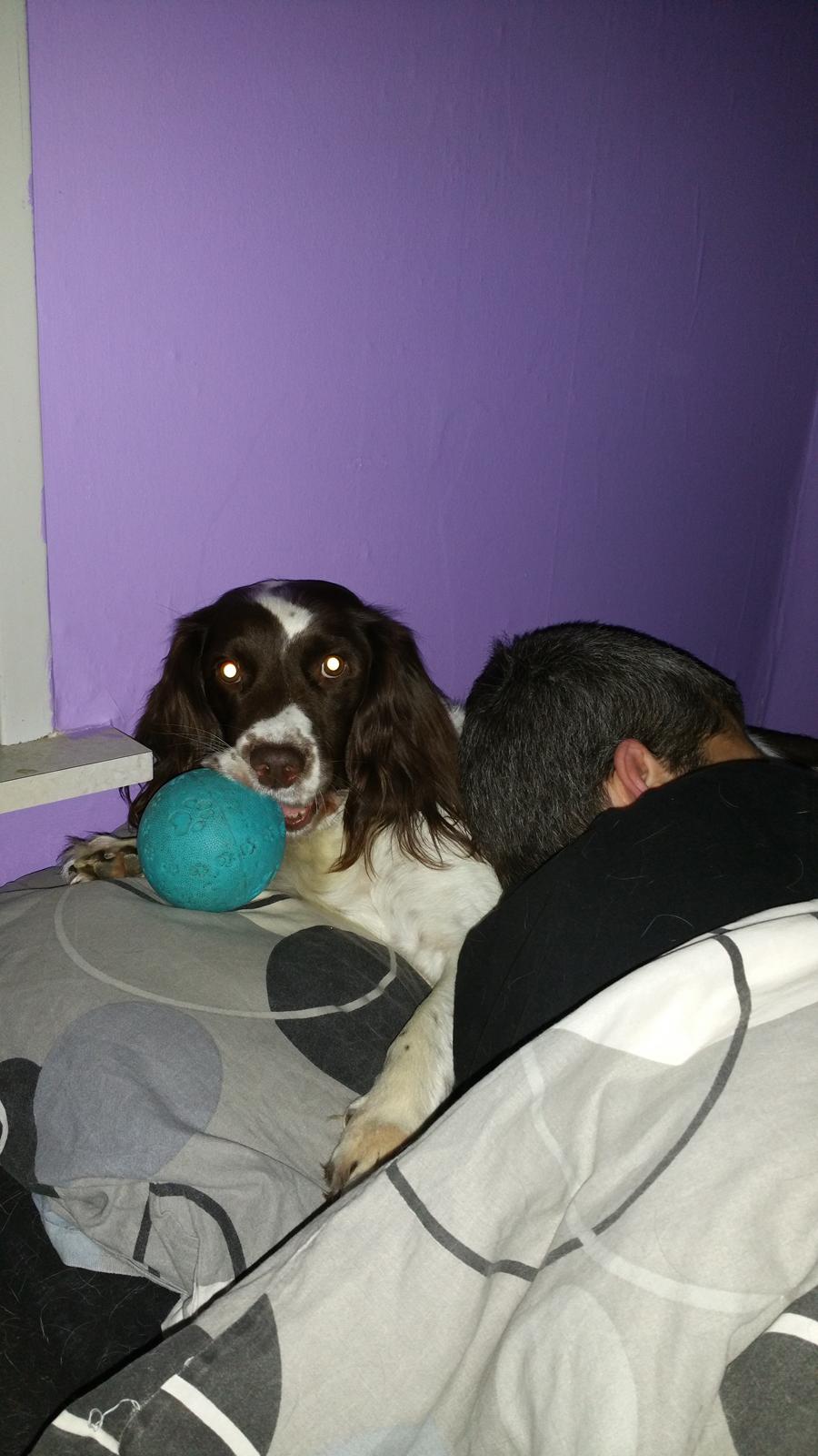 Engelsk springer spaniel Kiara R.I.P  himmelhund  billede 19