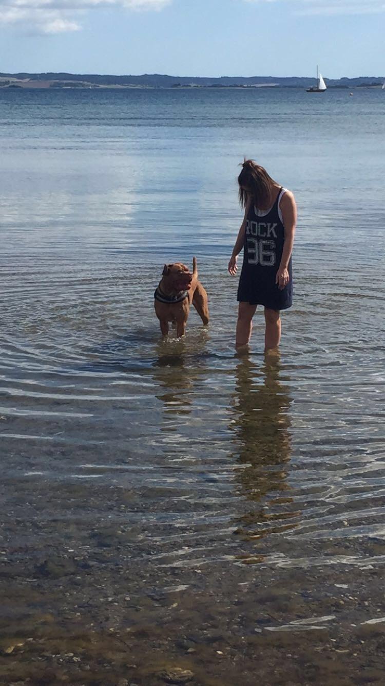 Dogue de bordeaux Carla billede 2