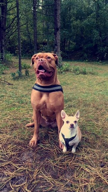 Dogue de bordeaux Carla billede 1