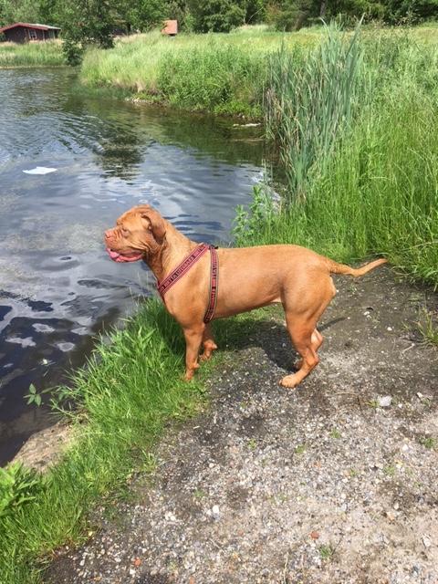 Dogue de bordeaux Carla billede 4
