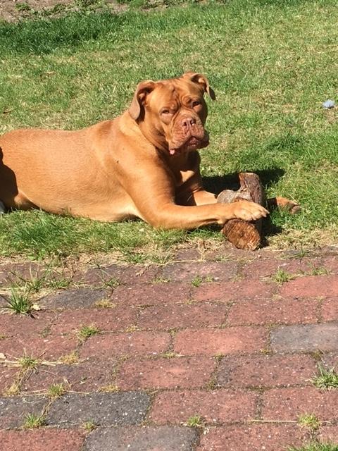 Dogue de bordeaux Carla billede 3