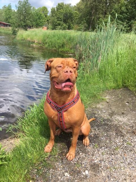 Dogue de bordeaux Carla billede 5