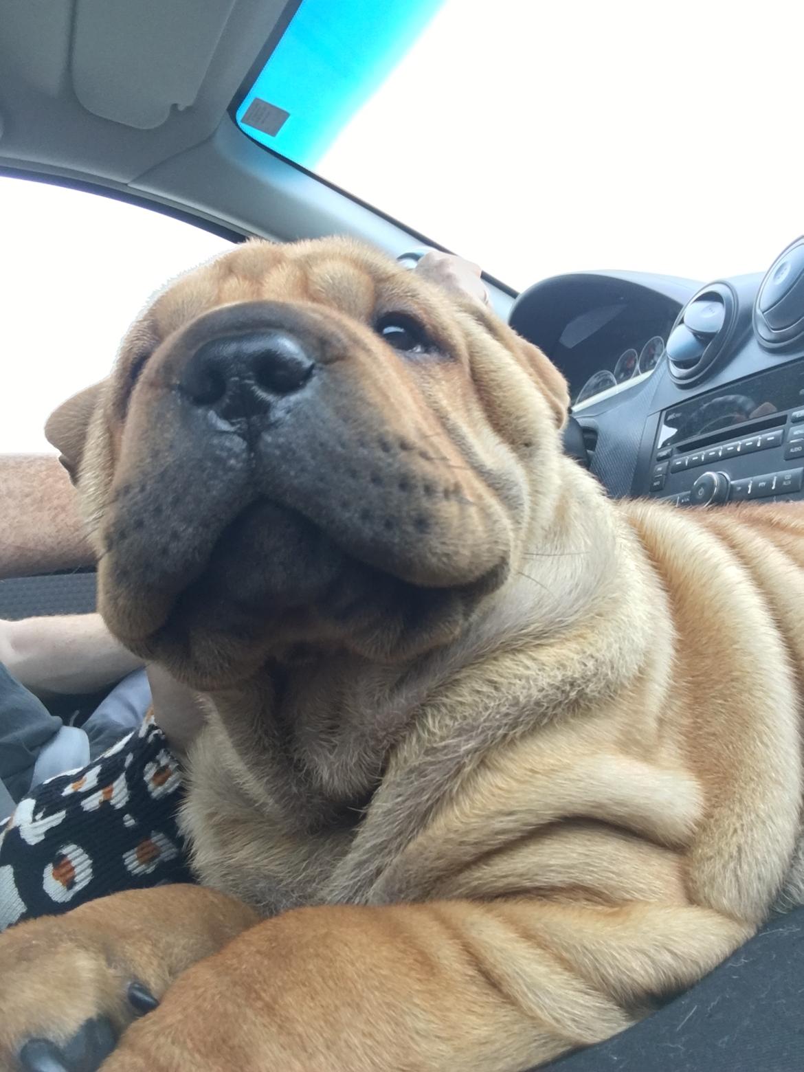 Shar pei Buller billede 1
