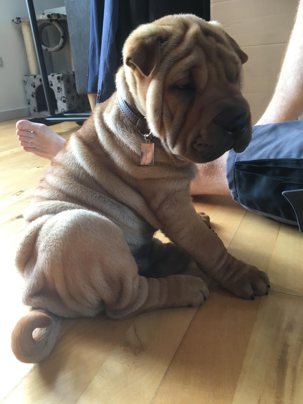 Shar pei Buller billede 3
