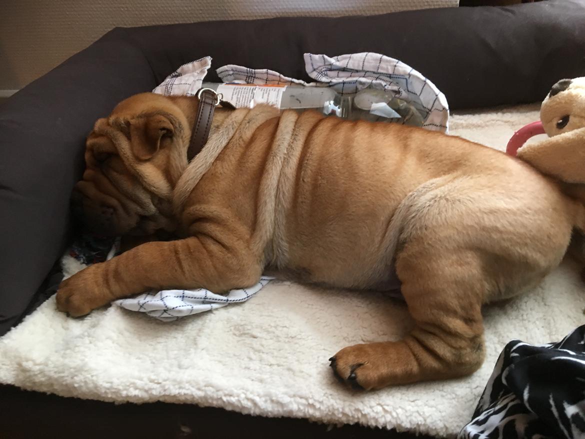 Shar pei Buller billede 4