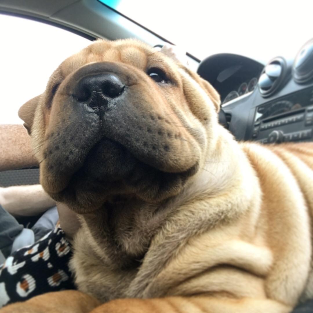 Shar pei Buller billede 5