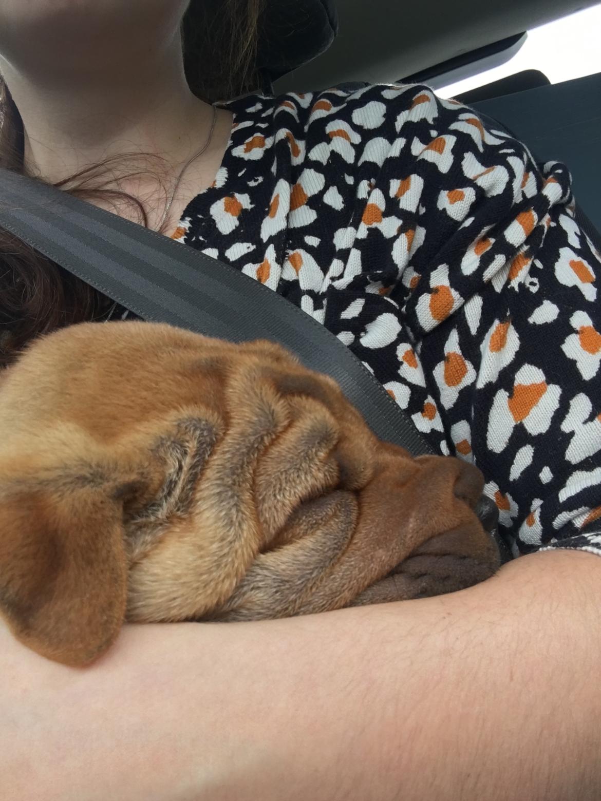 Shar pei Buller billede 2