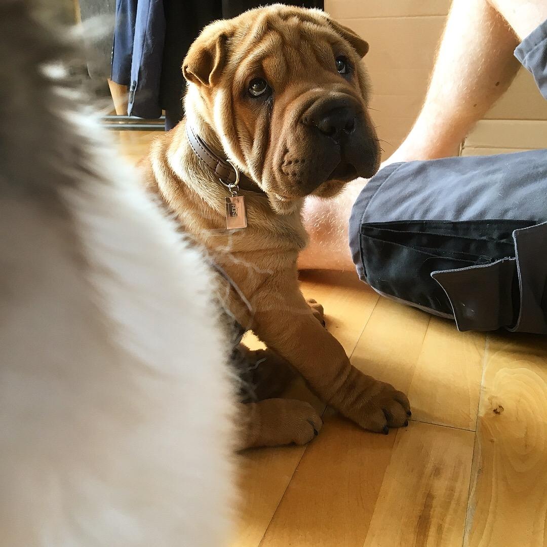 Shar pei Buller billede 6