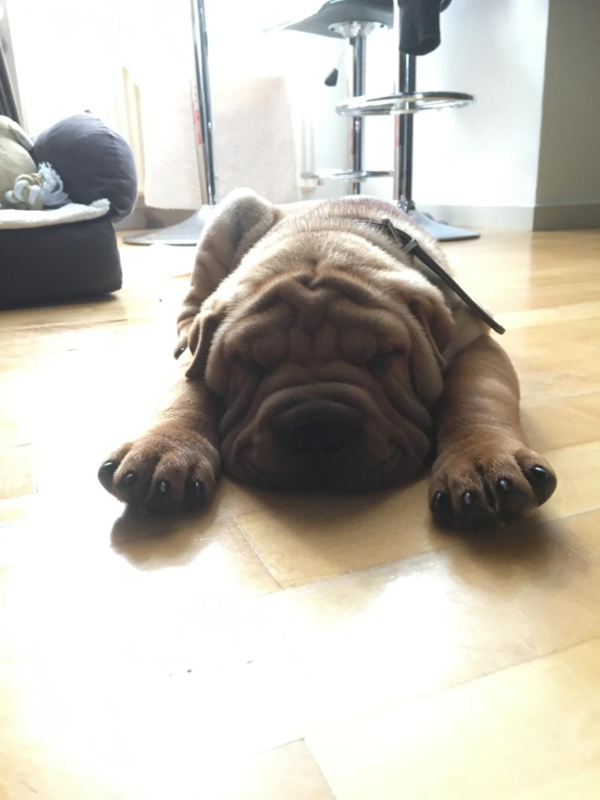 Shar pei Buller billede 8