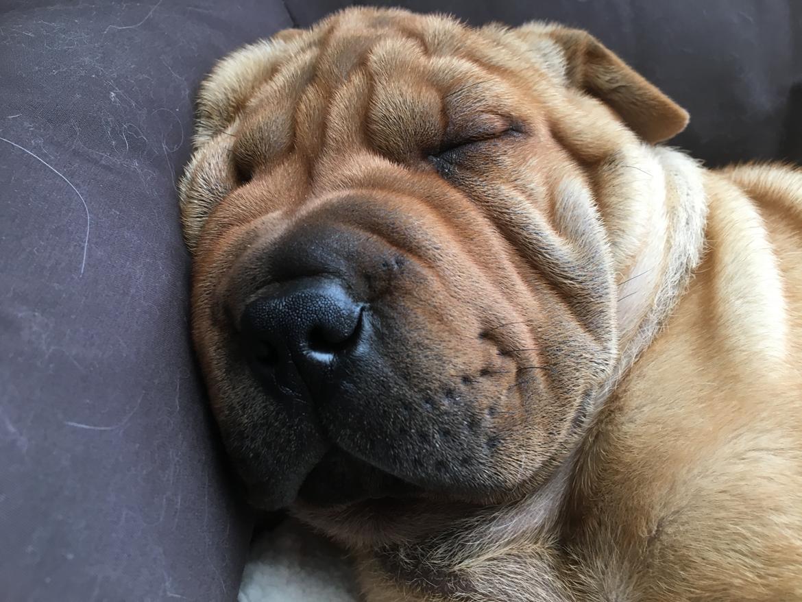 Shar pei Buller billede 9