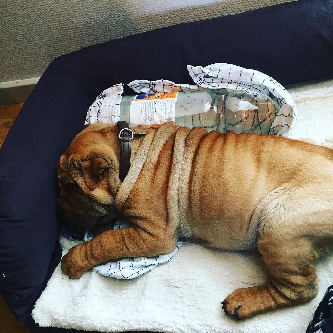 Shar pei Buller billede 7