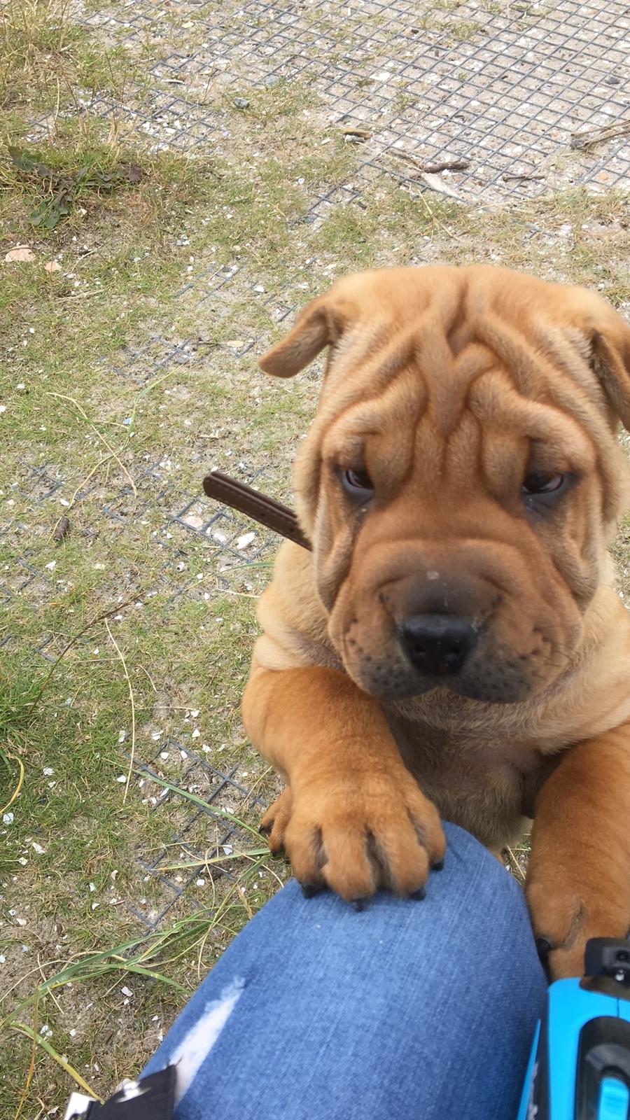 Shar pei Buller billede 11
