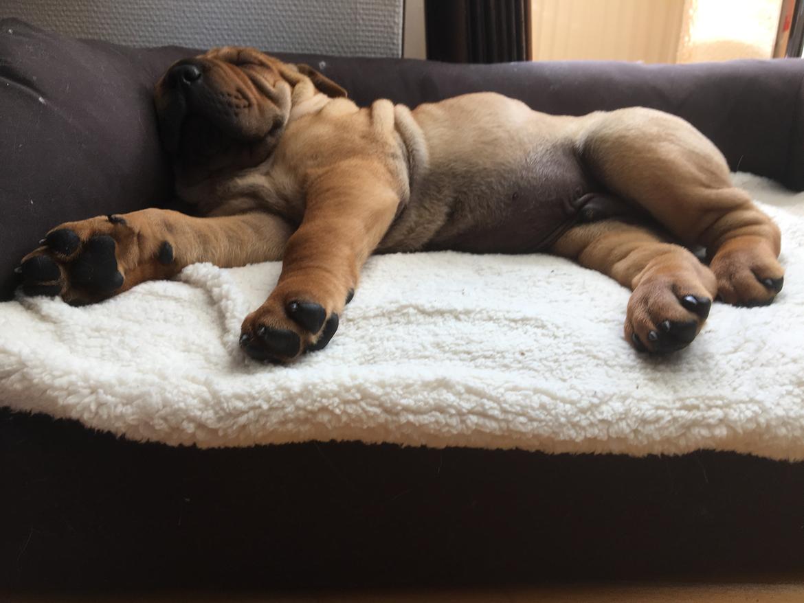 Shar pei Buller billede 10