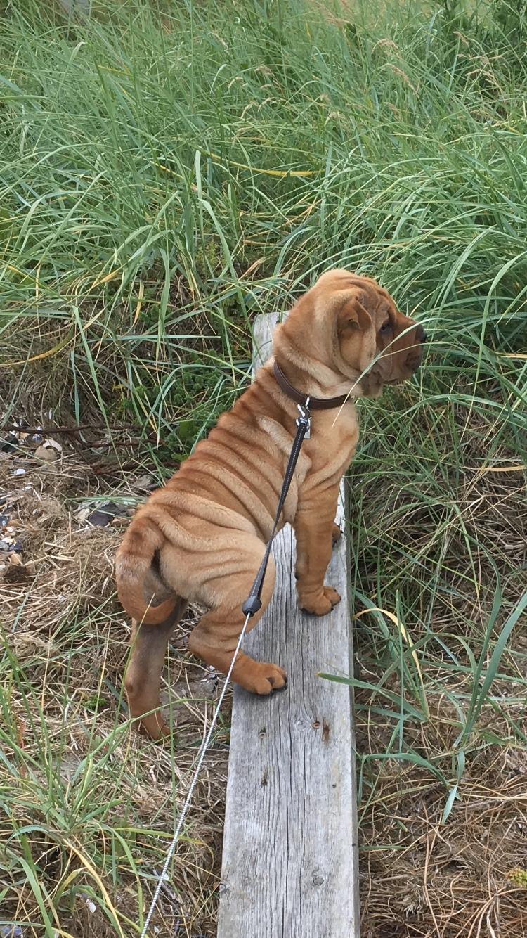 Shar pei Buller billede 12