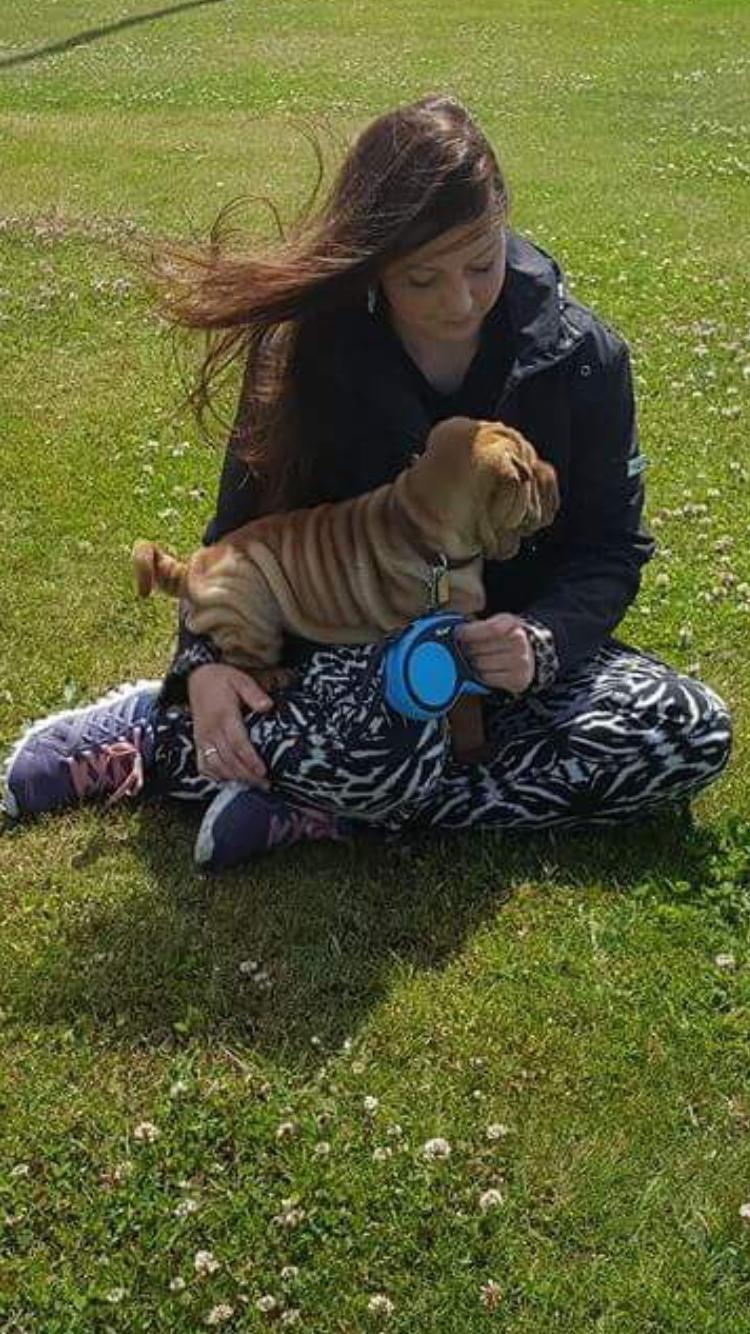 Shar pei Buller billede 14