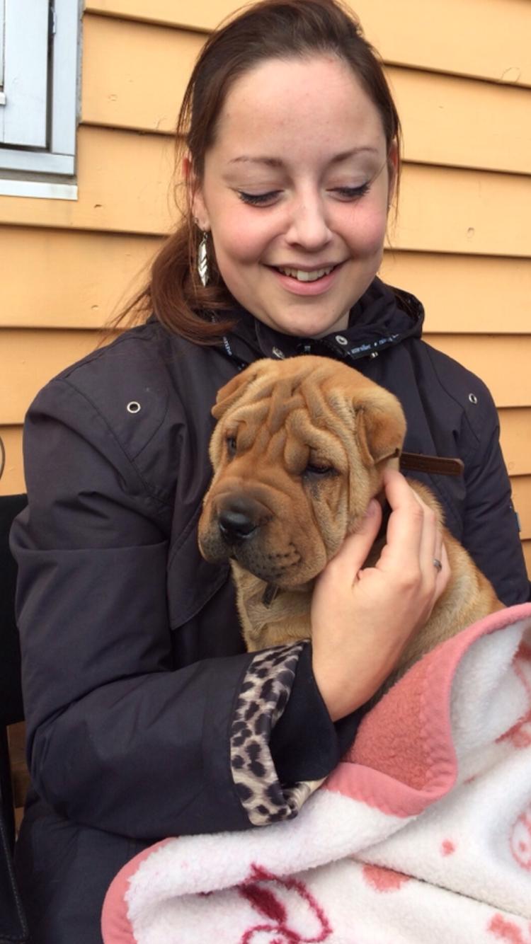 Shar pei Buller billede 13