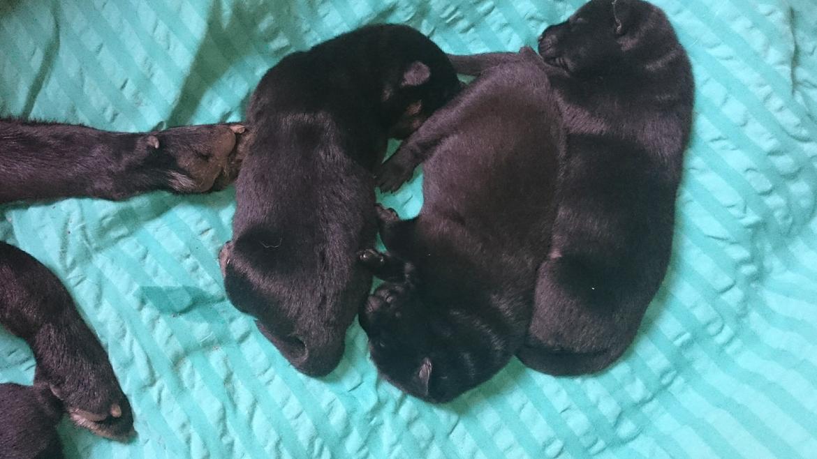 Sort spids Selena billede 7