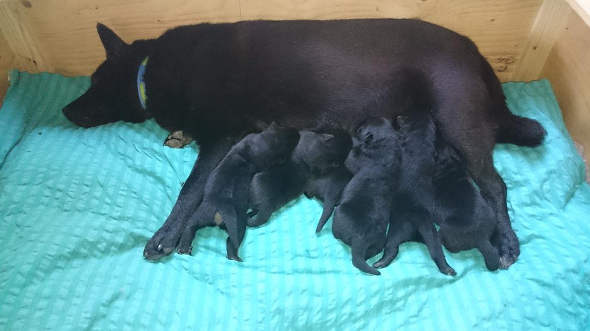 Sort spids Selena billede 6