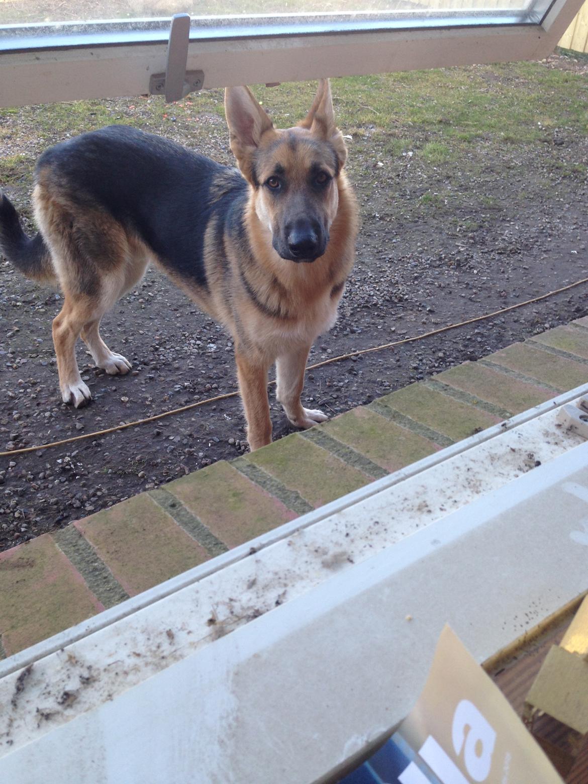 Schæferhund Rex billede 15